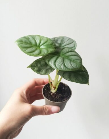 alocasia silver dragon baby