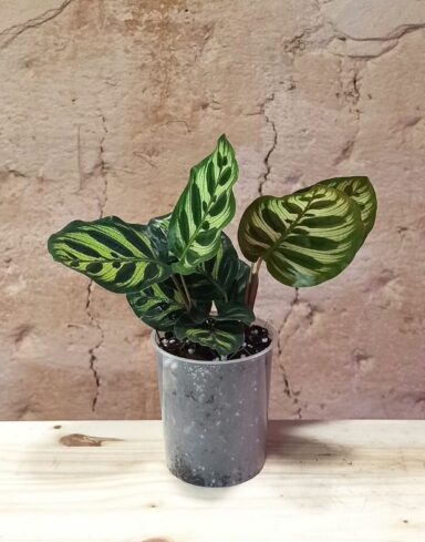 Coffret Calathea & Maranta alternative