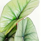 Nouvelles plantes