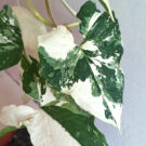 Plantes rares