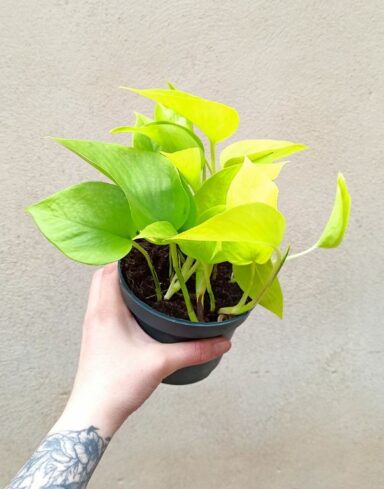 Epipremnum aureum neon