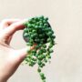 senecio-rowleyanus-collier de perles