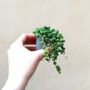senecio-rowleyanus-collier de perles