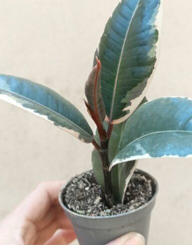 Ficus Elastica Tineke alternative