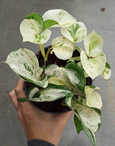 scindapsus Pothos Manjula