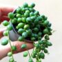 senecio-rowleyanus-collier de perles