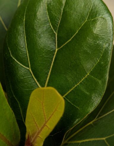 Ficus Lyrata alternative