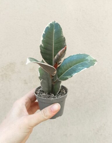 ficus elastica tineke