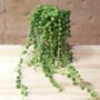 senecio row leyanus
