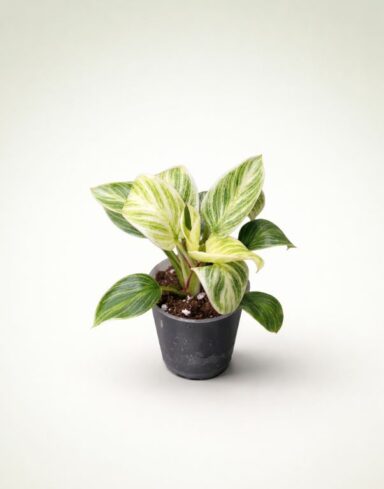 philodendron birkin