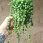 senecio row leyanus