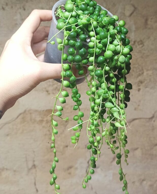 senecio row leyanus