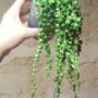 senecio row leyanus