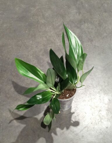 Scindapsus Treubii dark form pothos plante tombante