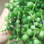 senecio row leyanus