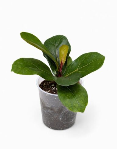 Ficus Lyrata