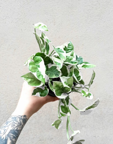 Scindapsus aureus pothos N'Joy