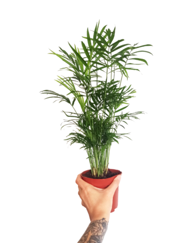 Chamaedorea elegans
