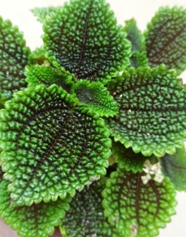 Coffret Pilea alternative