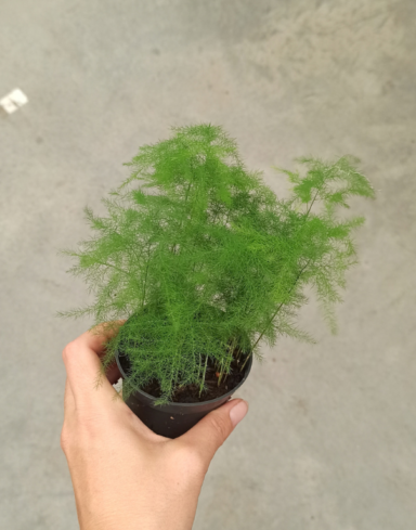 asparagus setaceus plumosus