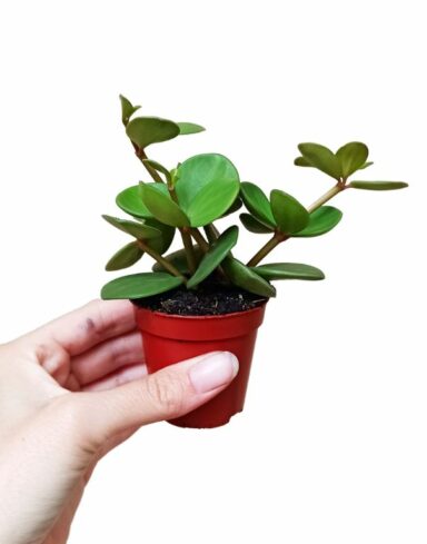 Peperomia tetraphylla Hope