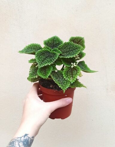 pilea moon valley en pot