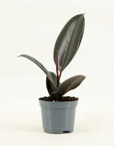 Ficus Elastica Abidjan alternative