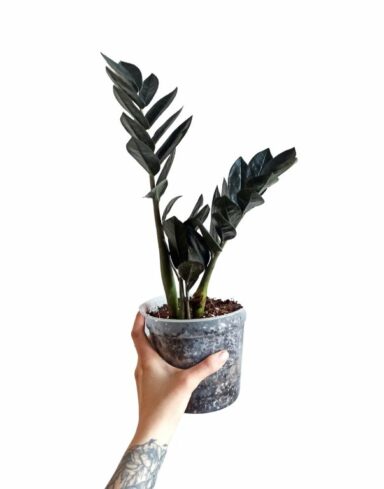Zamioculcas zamiifolia raven