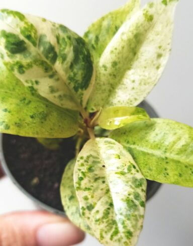 Coffret Ficus alternative