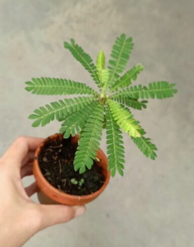 Biophytum sensitivum