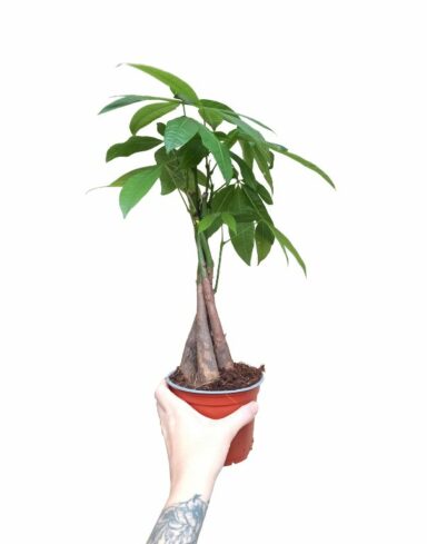pachira aquatica