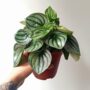 Peperomia argyreia Watermelon