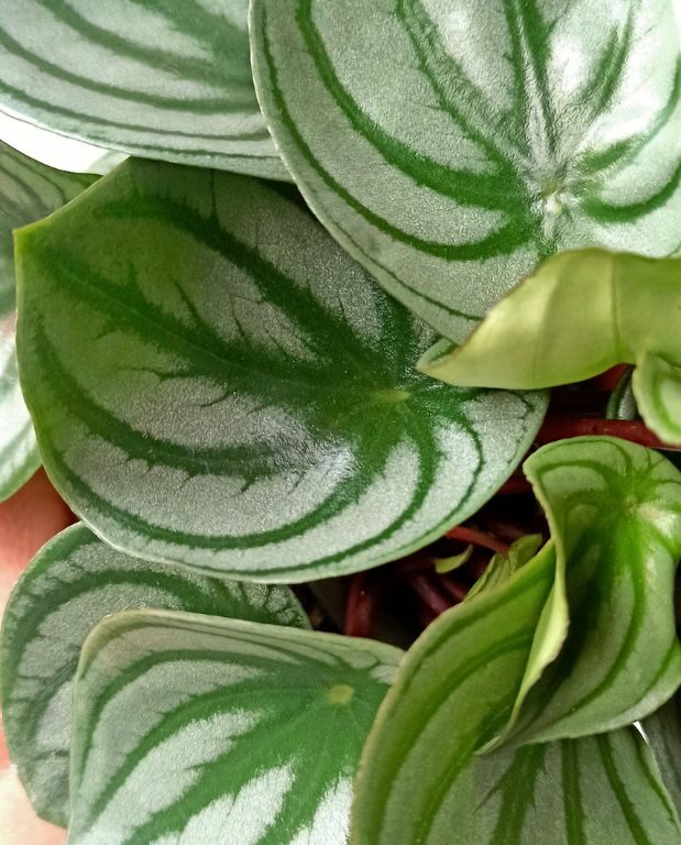 Peperomia argyreia Watermelon details feuilles