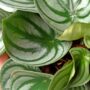 Peperomia argyreia Watermelon details feuilles