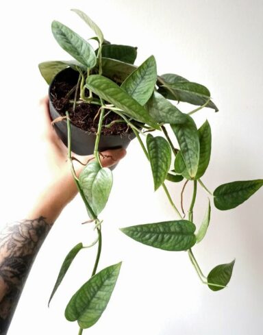 Epipremnum pinnatum cebu blue