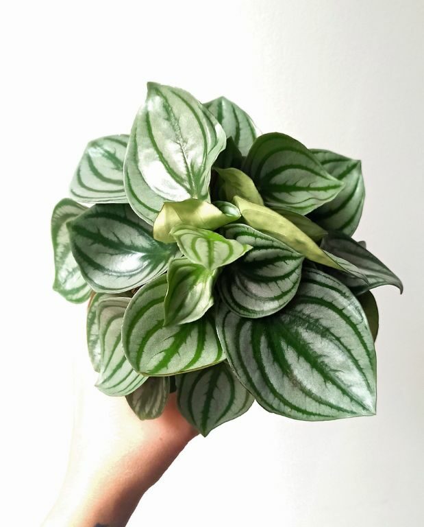 Peperomia argyreia Watermelon