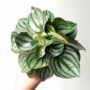 Peperomia argyreia Watermelon