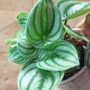peperomia argyreia watermelon