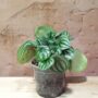 peperomia argyreia watermelon