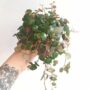 Peperomia pepperspot