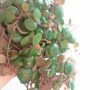 Peperomia pepperspot details feuilles