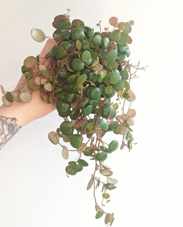 Peperomia pepperspot plante tombante