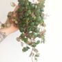Peperomia pepperspot plante tombante