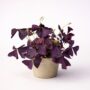 oxalis triangularis ikigai