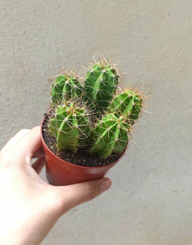 Coffret trio Cactus alternative