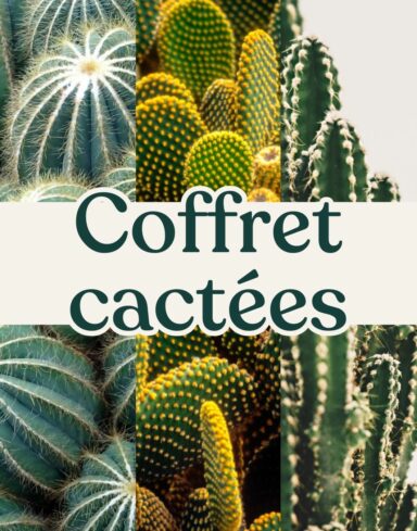 coffret trio cactus succulente plante grasse