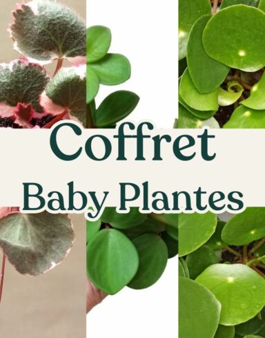 Coffret trio Baby Plantes
