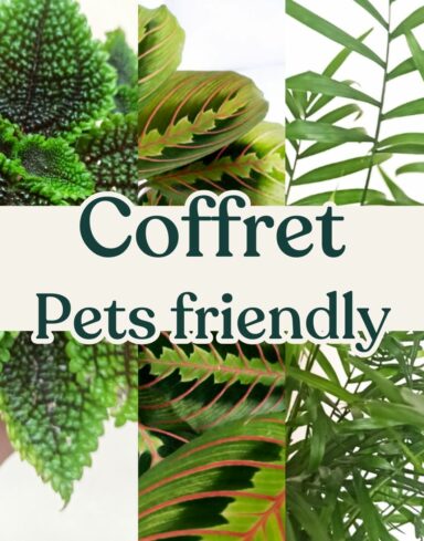 coffret plantes pets friendly
