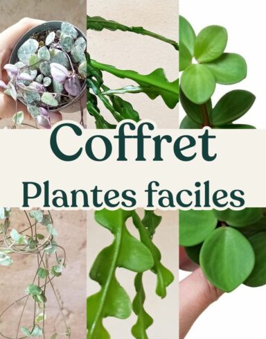 coffret trio plantes faciles d'entretien