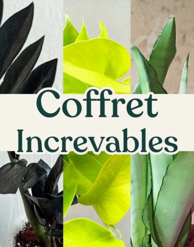 Coffret trio plantes increvables